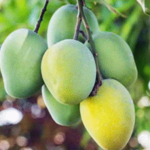 Langra mango