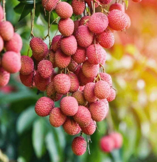 Litchi | লিচু