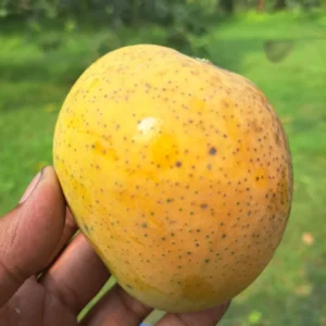 Himsagar Mango | হিমসাগর আম - ১০-কেজি