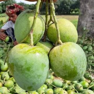গোপালভোগ আম