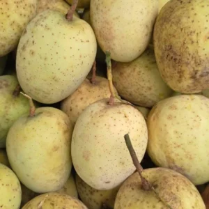 গৌড়মতি আম
