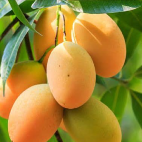 Langra Mango